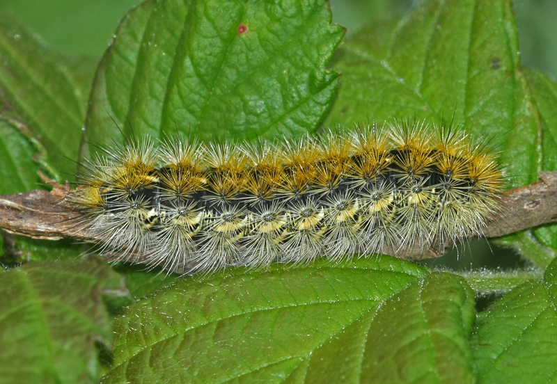 Caterpilla of moth unknown; speciesname?